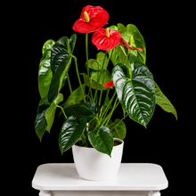 Load image into Gallery viewer, Anthurium Plasnt