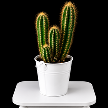Load image into Gallery viewer, Cactus Plant