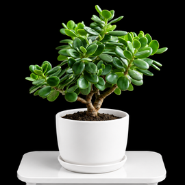 Jade Plant