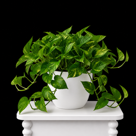 Money Plant