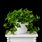 Money Plant
