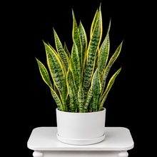 Load image into Gallery viewer, Snake Plant