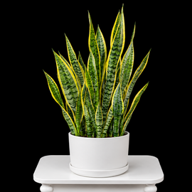 Snake Plant
